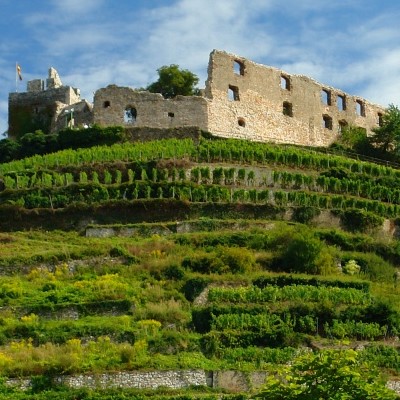 Ruine einer alten Burg auf einem Hügel, umgeben von Weinreben und grünem Bewuchs, unter blauem Himmel.