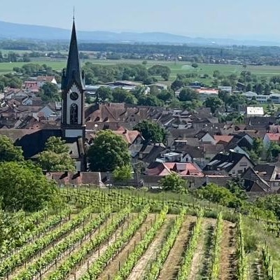 Blick auf Ihringen mit einer Kirche und einem Weinberg im Vordergrund und grünen Feldern im Hintergrund.