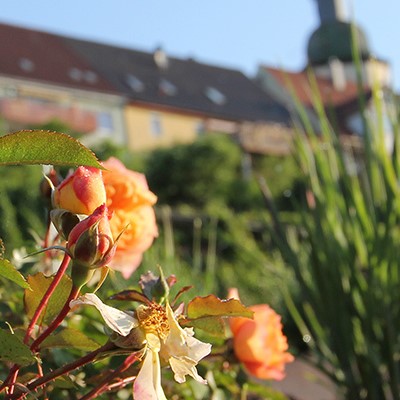 Nahaufnahme von rosa Rosen mit verschwommenem Hintergrund eines Gebäudes und grünen Pflanzen.